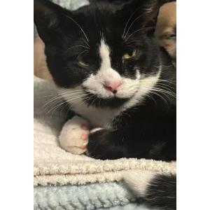 Image of Rowdy, Lost Cat