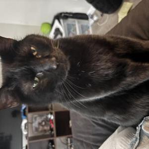 Lost Cat Mac