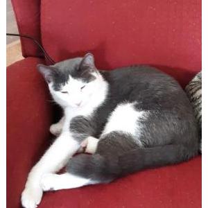 Lost Cat Panda