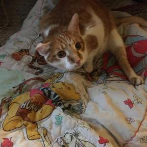 Lost Cat Napoleon
