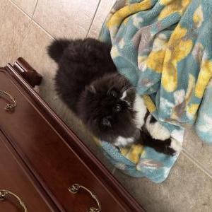 Lost Cat Oreo
