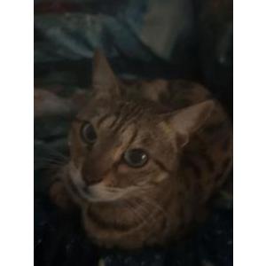Lost Cat Khaleesi