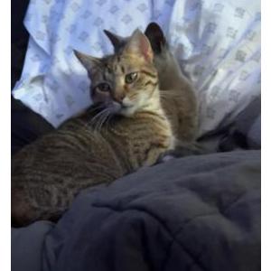 Image of Oliver, Lost Cat