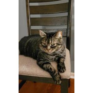 Lost Cat Hershey