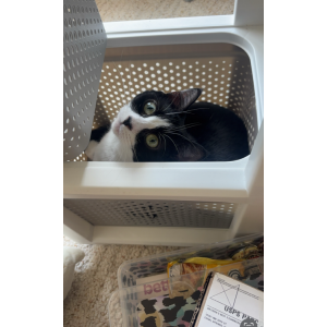 Lost Cat Maggie
