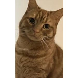 Lost Cat Mr. Bingley