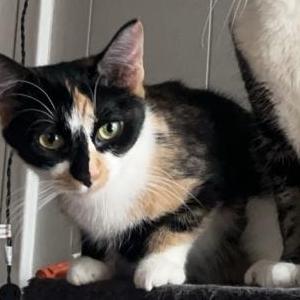 Image of Niners, Lost Cat