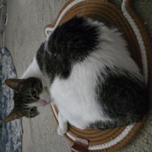Lost Cat Boop