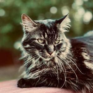 Lost Cat Black