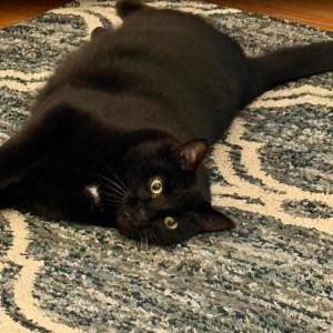 Lost Cat Freddie