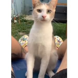 Found Cat unknown