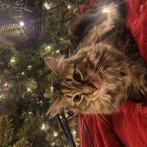 Image of Fennick, Lost Cat