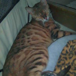 Image of private, Lost Cat