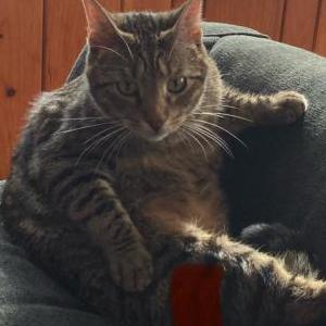 Image of Gus, Lost Cat