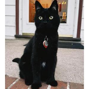 Lost Cat Thumbs