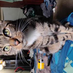 Lost Cat Loki
