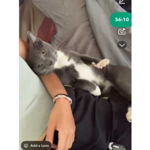 Lost Cat James