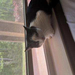 Image of Mango, Lost Cat