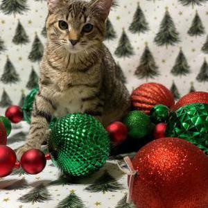 Lost Cat Atticus