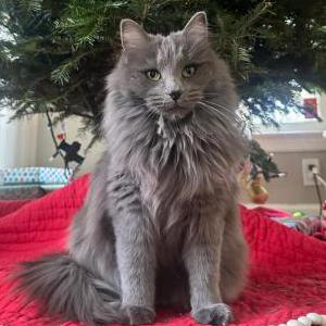Lost Cat Cookie