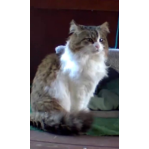 Lost Cat KikiDee