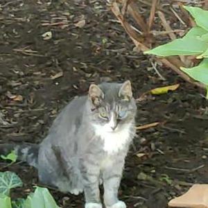 Found Cat Unsure