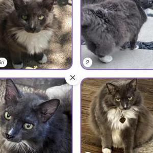 Image of Lulu, Lost Cat