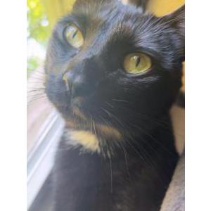 Lost Cat haiku