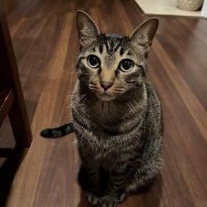 Lost Cat Cooper