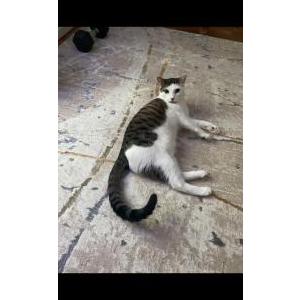 Image of Channing, Lost Cat