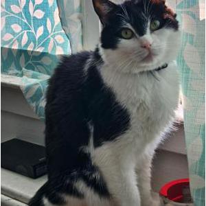 Image of Jack Jack, Lost Cat