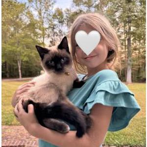 Image of Chai, Lost Cat