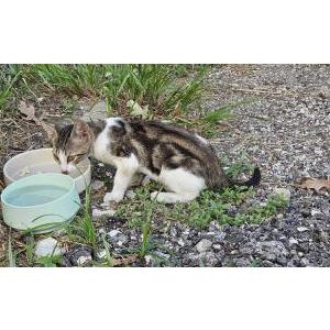 Found Cat Unknown