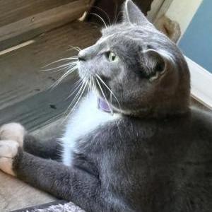 Lost Cat Boots