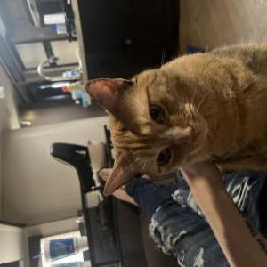 Lost Cat Sugar