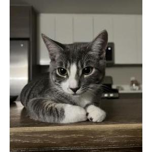 2nd Image of Otto, Lost Cat