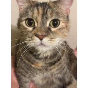 Lost Cat Blossom