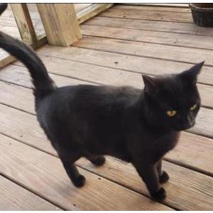 Image of Miss Priss, Lost Cat