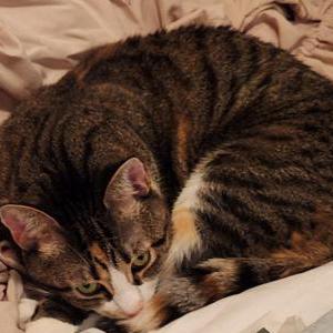 Found Cat Unknown