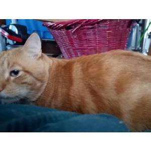Lost Cat Jethro