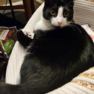Lost Cat Roxy