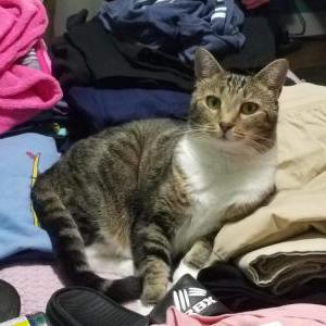 Lost Cat Gypsy