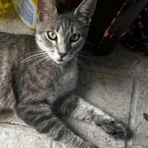 Lost Cat Miss Kitty