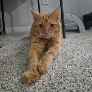 Lost Cat Fluffy