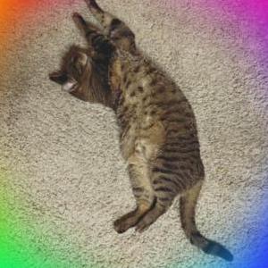 Lost Cat Kenny