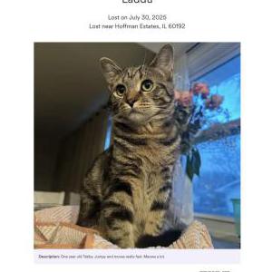 Lost Cat Laddu
