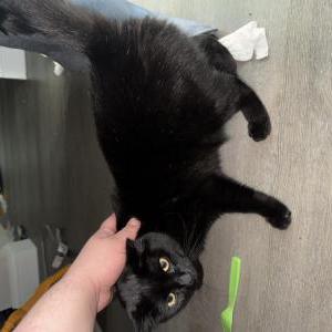 Image of Hades, Lost Cat