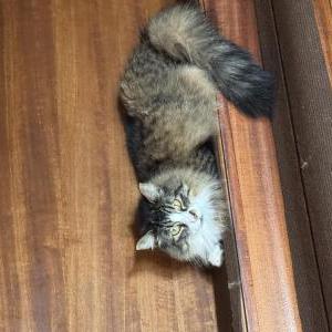 Lost Cat Snatch