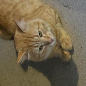 Image of Unknown, Found Cat