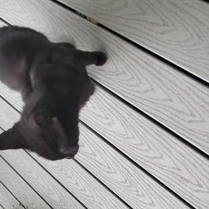 Found Cat Unknown